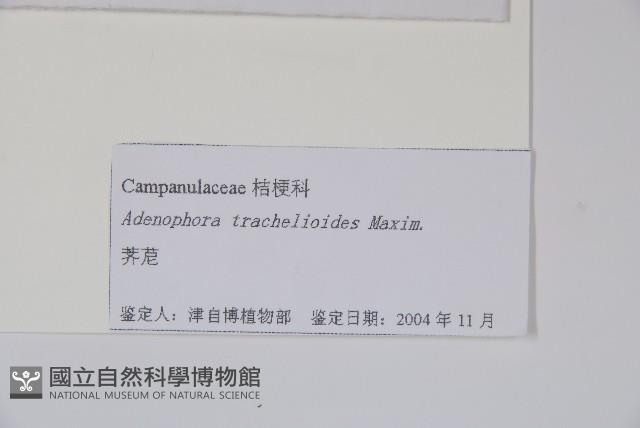 薺苨藏品圖，第2張