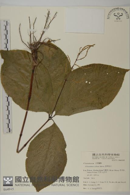 臺灣及己藏品圖，第1張