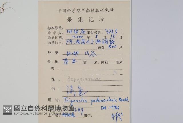 附地菜藏品圖，第2張