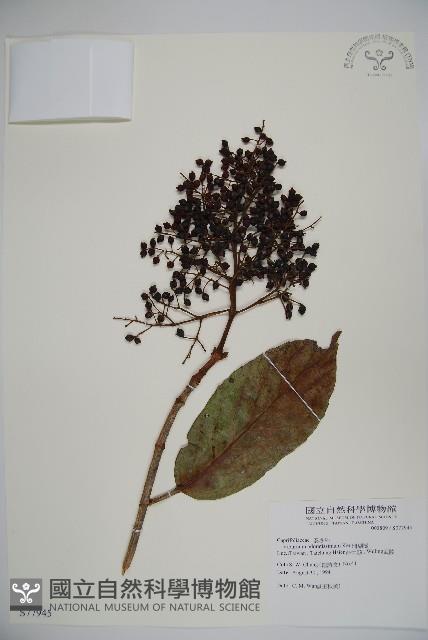 珊瑚樹藏品圖，第1張