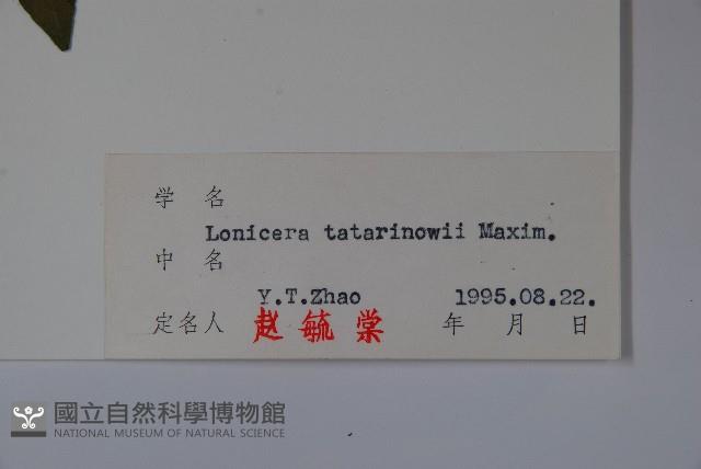 華北忍冬藏品圖，第2張