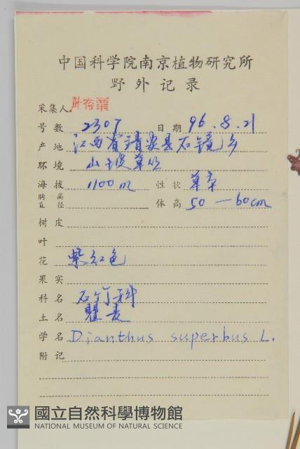 瞿麥藏品圖，第2張