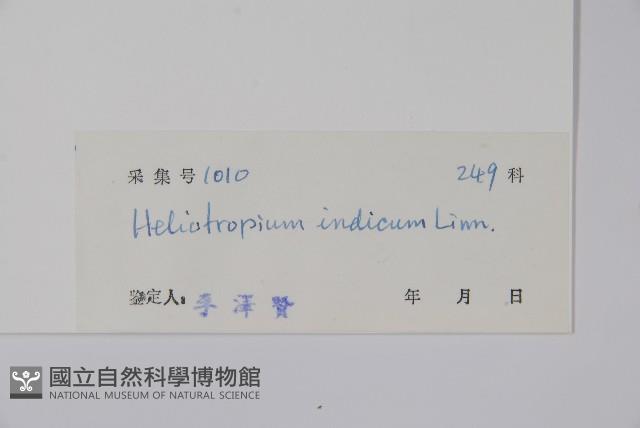 狗尾草藏品圖，第2張