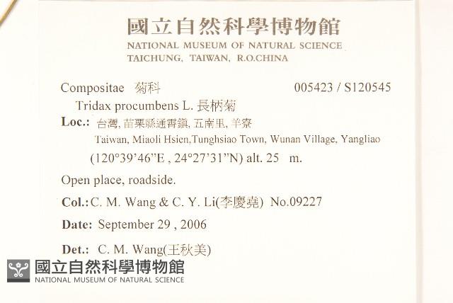 長柄菊藏品圖，第2張