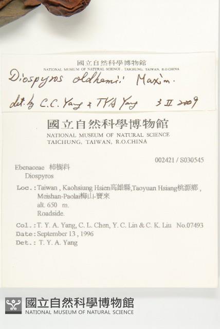 俄氏柿藏品圖，第2張