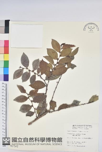 細葉饅頭果藏品圖，第1張