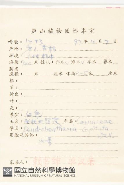 頭狀四照花藏品圖，第2張