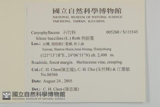 狗筋蔓藏品圖，第2張