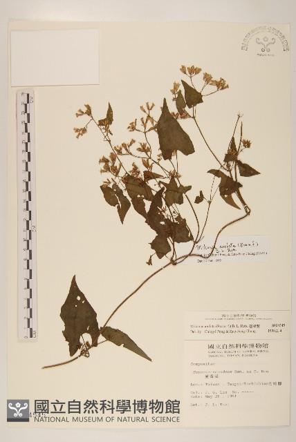 蔓澤蘭藏品圖，第1張