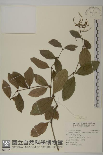 草珊瑚、紅果金粟蘭藏品圖，第1張