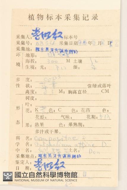 鼠麴草藏品圖，第2張