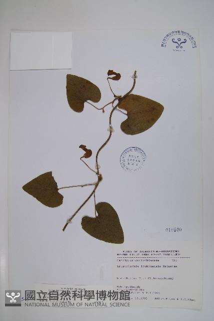 大葉馬兜鈴藏品圖，第1張