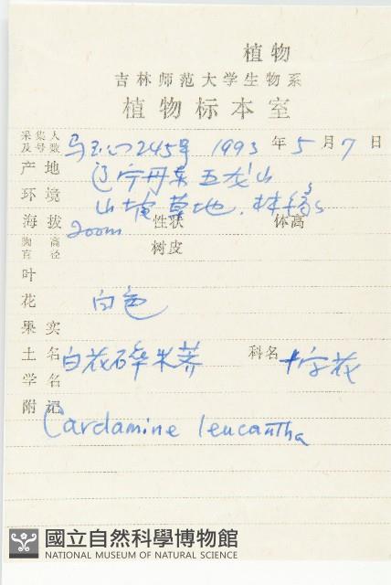 白花碎米薺藏品圖，第2張