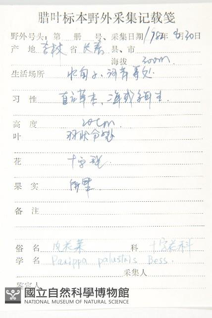 濕生葶藶藏品圖，第2張