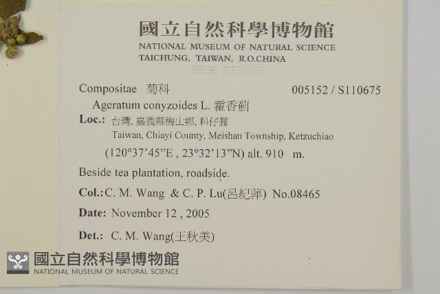 霍香薊藏品圖，第2張