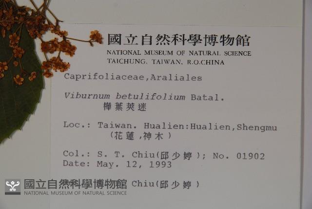 樺葉莢迷、玉山莢迷藏品圖，第2張