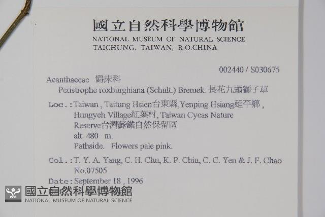 長花九頭獅子草、山藍藏品圖，第2張