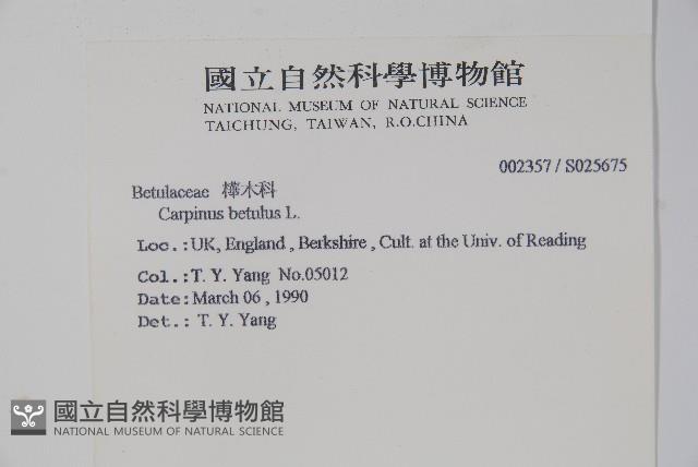 歐洲鵝耳櫪藏品圖，第2張