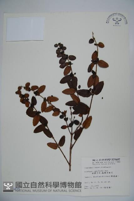 無梗忍冬藏品圖，第1張