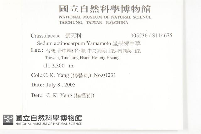 星果佛甲草藏品圖，第2張