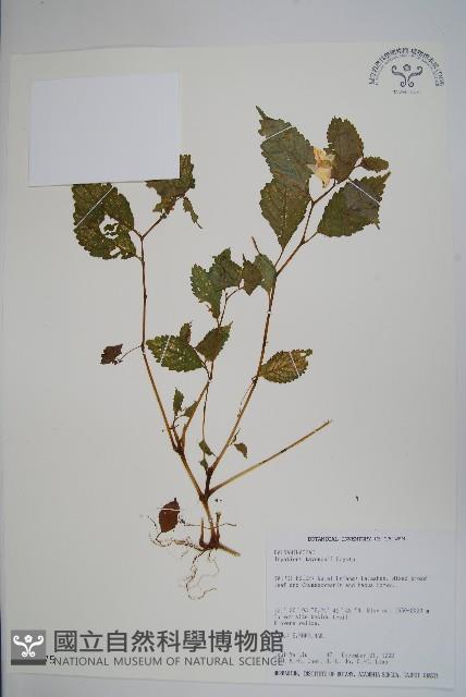 黃花鳳仙花藏品圖，第1張