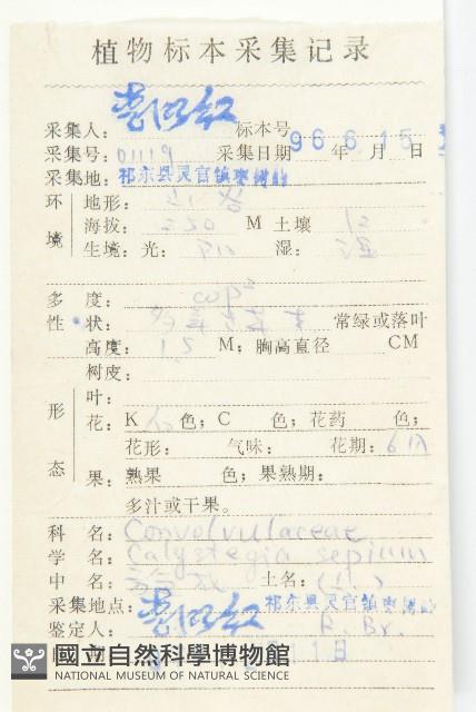 篱打碗花藏品圖，第2張