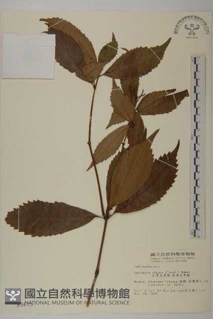 草珊瑚、紅果金粟蘭藏品圖，第1張