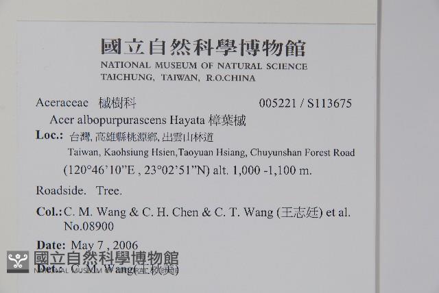 樟葉槭, 飛蛾子樹藏品圖，第2張