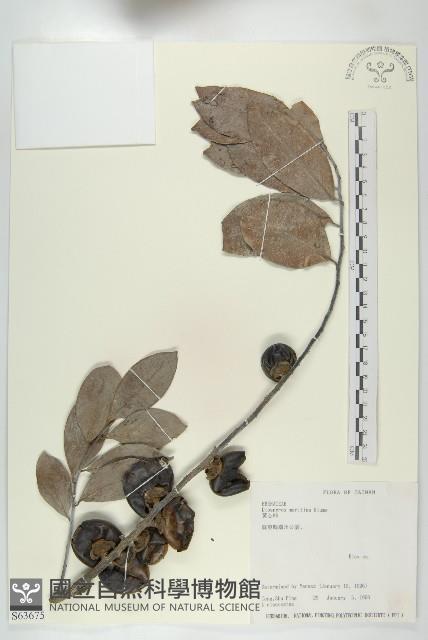 黃心柿藏品圖，第1張