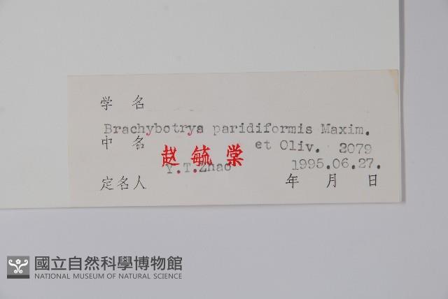 山茄子藏品圖，第2張