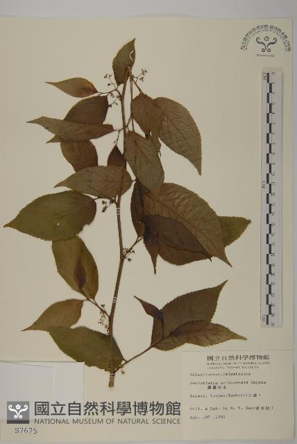 佩羅特木藏品圖，第1張