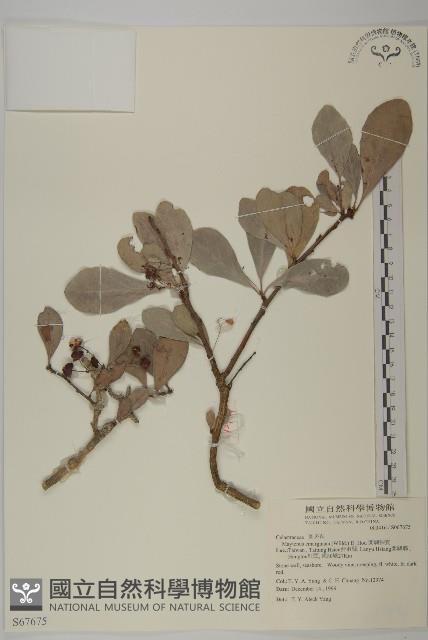 蘭嶼裸實藏品圖，第1張