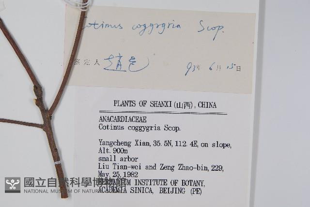 黃櫨藏品圖，第2張