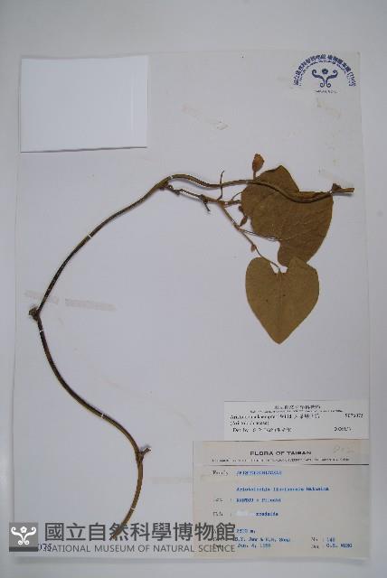 大葉馬兜鈴藏品圖，第1張