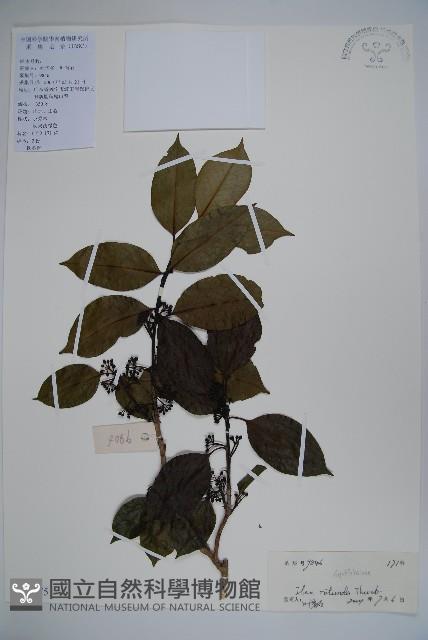 鐵冬青藏品圖，第1張