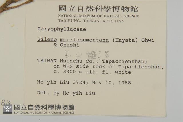 玉山蠅子草藏品圖，第2張