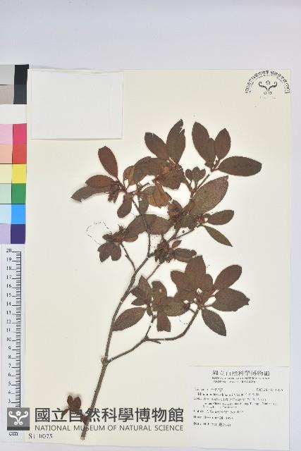 金毛杜鵑藏品圖，第1張