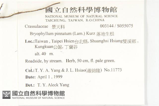 落地生根藏品圖，第2張