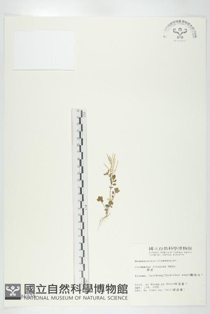 焊菜藏品圖，第1張