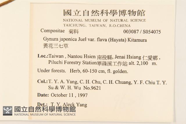 黃花三七草藏品圖，第2張