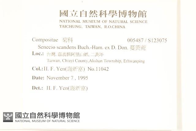 蔓黃菀藏品圖，第2張