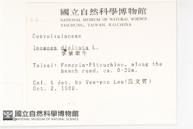 掌葉牽牛藏品圖，第2張