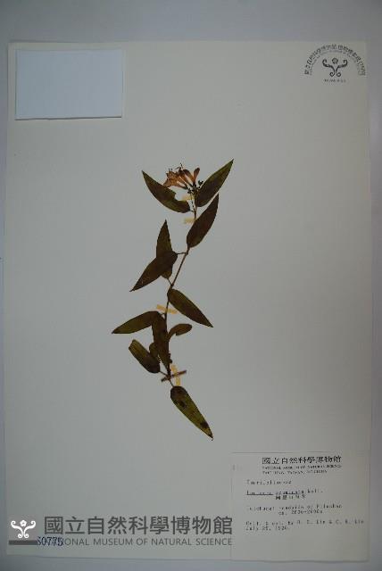 阿里山忍冬、漸尖葉忍冬藏品圖，第1張