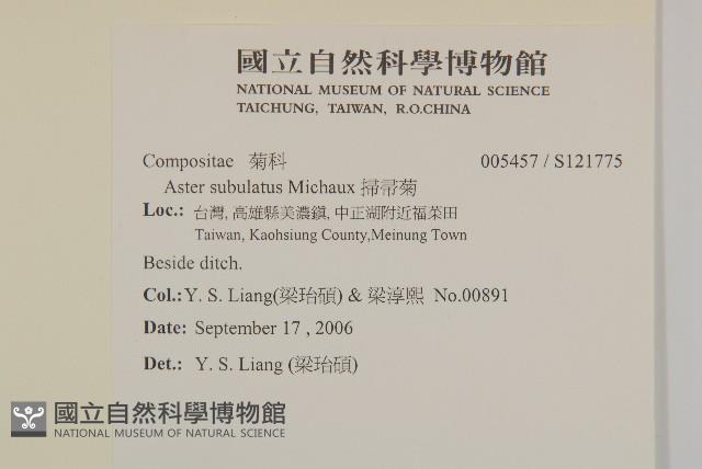 掃帚菊藏品圖，第2張