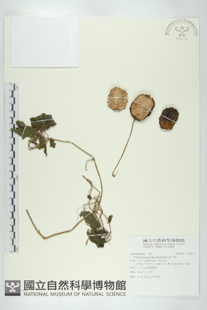 斑花青牛膽藏品圖，第1張