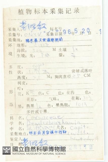 頭狀四照花藏品圖，第2張