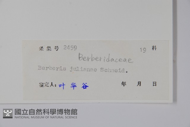 濠豬刺藏品圖，第2張