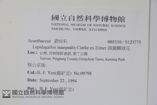 卵葉鱗球花藏品圖，第2張