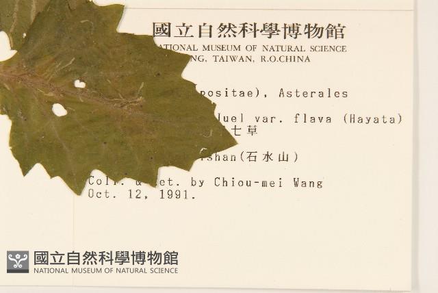 黃花三七草藏品圖，第2張