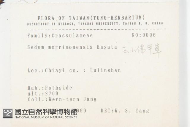 玉山佛甲草藏品圖，第2張